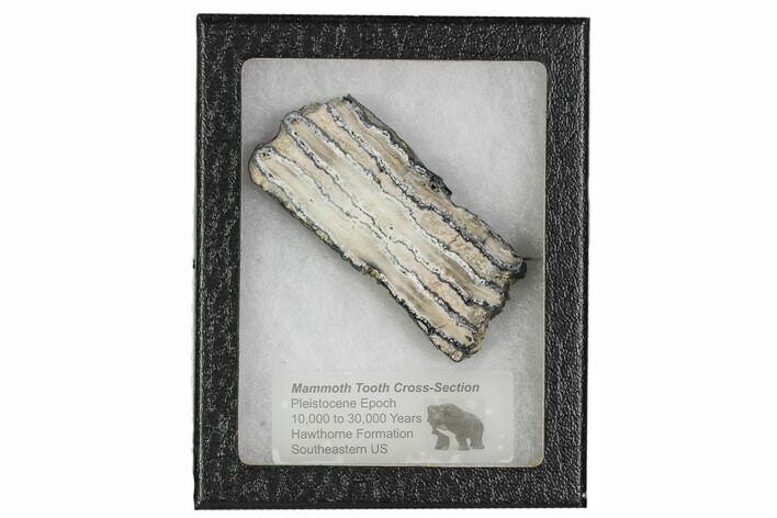 Mammoth Molar Slice With Case - South Carolina #106435